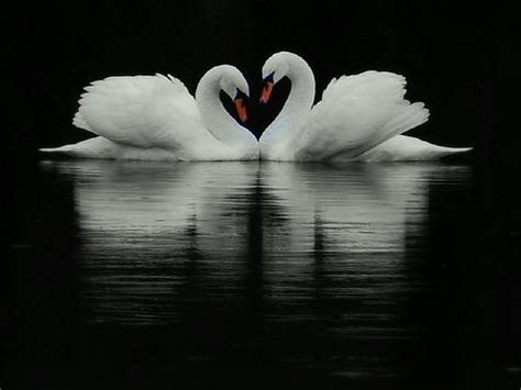 20 Beautiful Reflection Photography Design Swan
