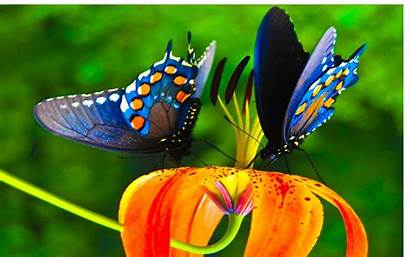 Butterfly Colorful Wallpapers Nice Background Butterflies Flower