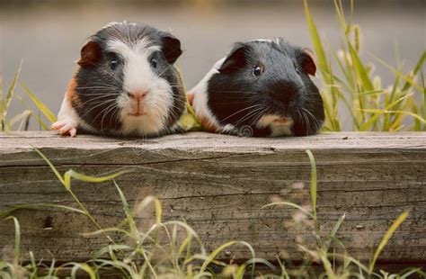 Two Cute Guinea Pigs Adorable American Tricolored With Swirl On Head