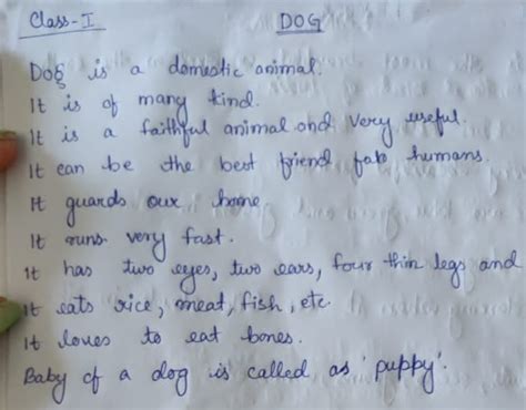 Dog Paragraph For Class 1 Standard Net Explanations