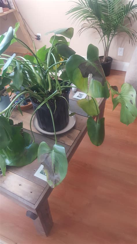 If the soil dries out too much, the tips of the leaves. Pin on Gardening