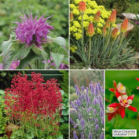 Check spelling or type a new query. Hummingbird Attracting Collection For The East & Midwest ...