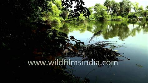 Keoladeo Ghana National Park Bharatpur Rajasthan Youtube