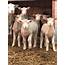 Sheep Producers Need To Keep Marketing Options Open — Extension And Ag 