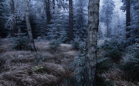Wallpaper 1230x768 Px Cold Dark Forest Frost Germany Grass