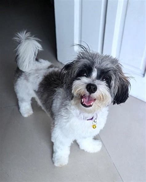 Shih Tzu Bichon Frise Mix Your Complete Guide To Shichon The Teddy