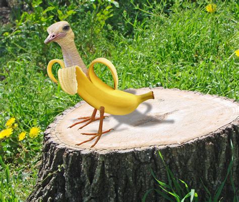 Real Life Banana Bird By Silverbuller On Deviantart