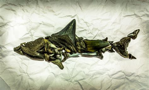 🔥 This Pile Of Prehistoric Shark Teeth Found On Folly Beach Sc 🔥 R