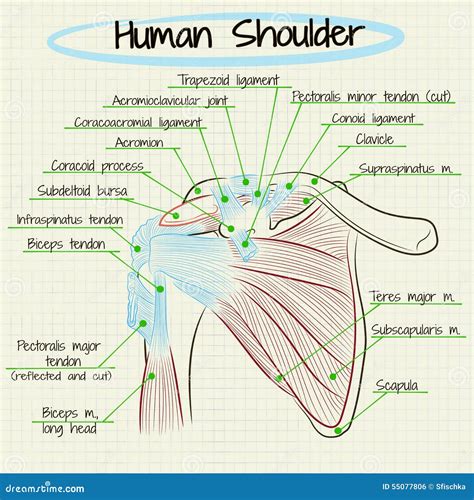 Labeled Diagram Of Shoulder Muscles Give Em The Heater The
