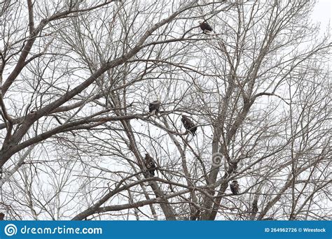Group Of Bald Eagles Haliaeetus Leucocephalus Perched On A Tree Stock