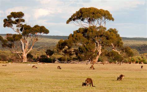 Kangaroo Island Mit Viel Australia Wildlife And Australia Kangaroo