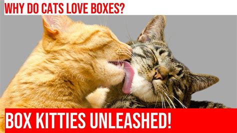 why do cats love cardboard boxes exploring box kitties youtube