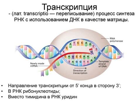 Транскрипция. Центральная догма молекулярной биологии - презентация онлайн