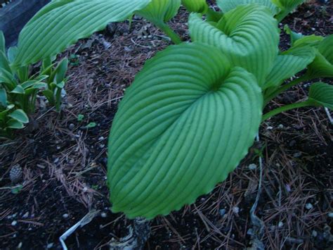 Photo Of The Leaves Of Hosta Niagara Falls Posted By Paul2032