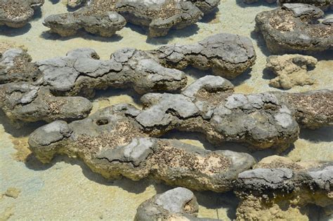 Trip Time Stromatolites An Ancient Form Of Life