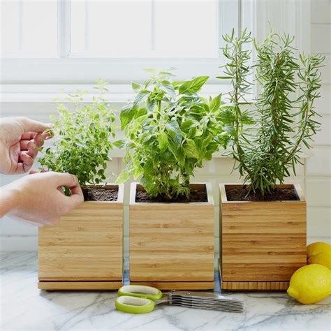 How To Keep Your Indoor Herbs Alive The Sage Herbs Indoors Growing