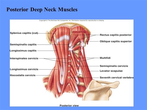 Neck Musceles Cervical Muscle Scapula