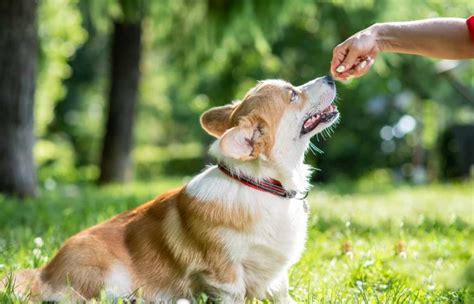 Unfortunately, finding the best dog food for small breeds is not always easy. Top 8 Best Corgi Puppy Foods Reviewed in 2020 | Pet Struggles