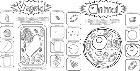 Dibujos de las partes y componentes de la célula vegetal y la célula animal. Interactivo para enseñar y aprender sobre la célula ...
