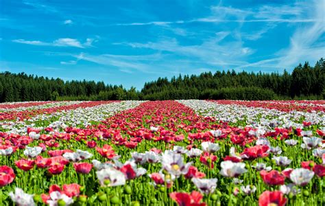 Red And White Flowers Under Blue Sky During Daytime · Free Stock Photo