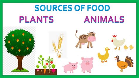 Sources Of Food Plants Animals Primary Kids Videos Youtube