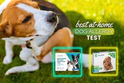 Best At Home Dog Allergy Test Kits Of 2023 Reviews And Top Picks
