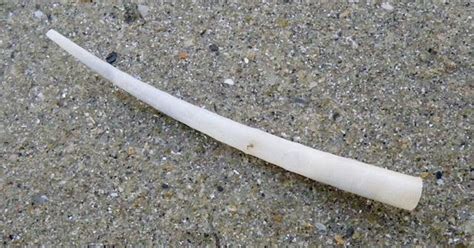 tHE tiDE cHAsER: Tusk Shells (Phylum Mollusca: Class Scaphopoda) of