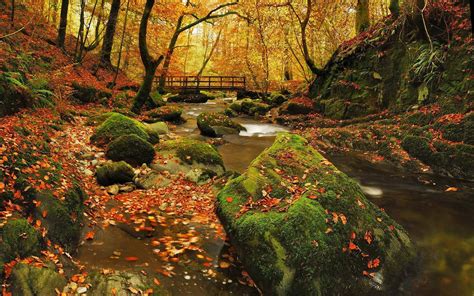 Autumn In Grizedale Forest The Lake District England 2560 X 1600