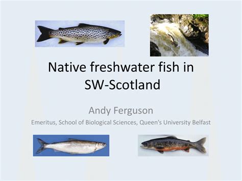 Pdf Native Freshwater Fish In Sw Scotland