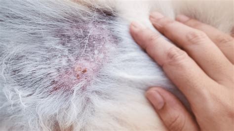 My Dog Has Dry Flaky Skin And Scabs Heres Why And What To Do