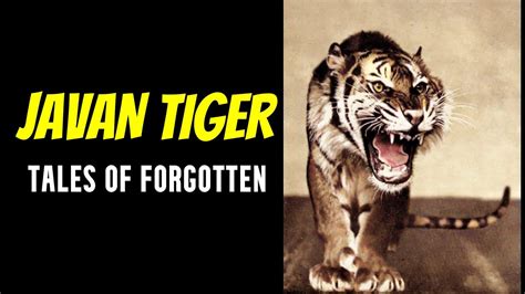Javan Tiger Tales Of Forgotten Youtube