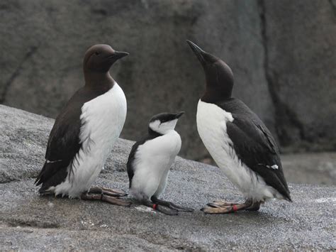 Guillemot chicks leap from their nest, risking life and limb, before they can even fly -- and ...