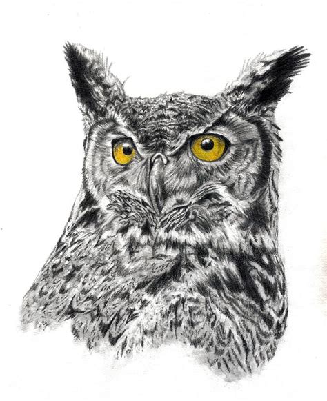 The Great Horned Owl Drawing By Genevieve Schlueter