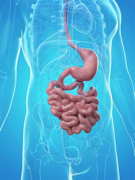 Small Intestine And Stomach Photograph By Scieproscience Photo Library Pixels