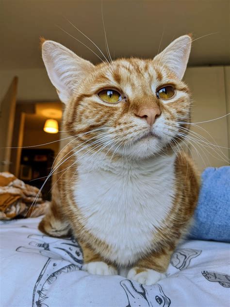 121 Ginger Cat Names The Best Names For Orange Cats