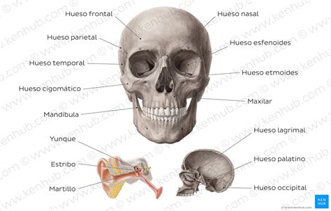 Huesos De La Cabeza Anatomía Del Cráneo Kenhub