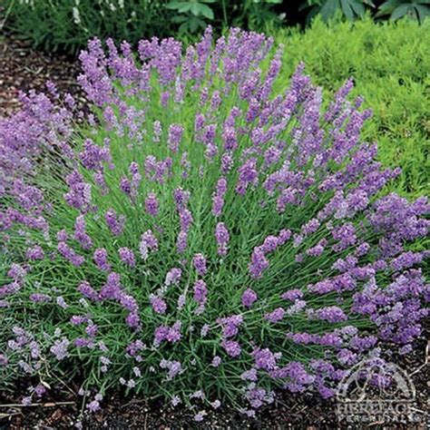 Perennial Plants Lavender G4rden Plant