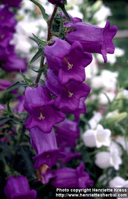 A wide variety of flowers for pots options are available to you, such as occasion, type. Campanula Zone 5 Flowers | Flower garden, Balloon flowers ...