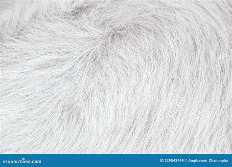 White Dog Fur Texture With Soft Patterns For Line Grey Background Stock