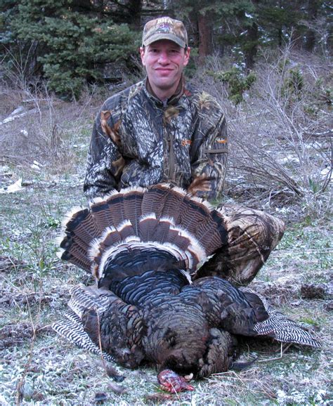 5 tips for hunting merriam s turkeys colorado outdoors online