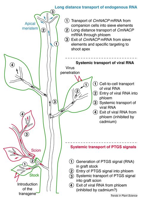 Systemic Transport Of Rna In Plants Trends In Plant Science