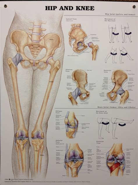 12 photos of the back muscle chart. Hip & Knee | Medical anatomy, Anatomy, Muscle anatomy