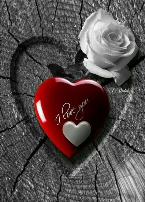 I Love You With Red And White Heart And White Rose Flower I Love You