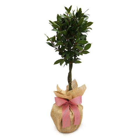 Dwarf Alberta Spruce - A perfect cone shaped dwarf conifer ...