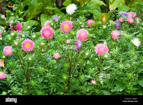 Colourful Flowers Of Chinese Aster Compositae Callistephus Chinensis