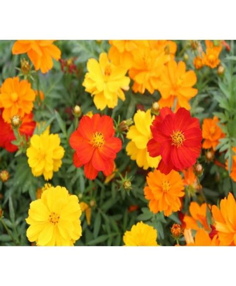 Cosmos Bright Light Buy Online Vegetable Flower Seeds Garden Tools