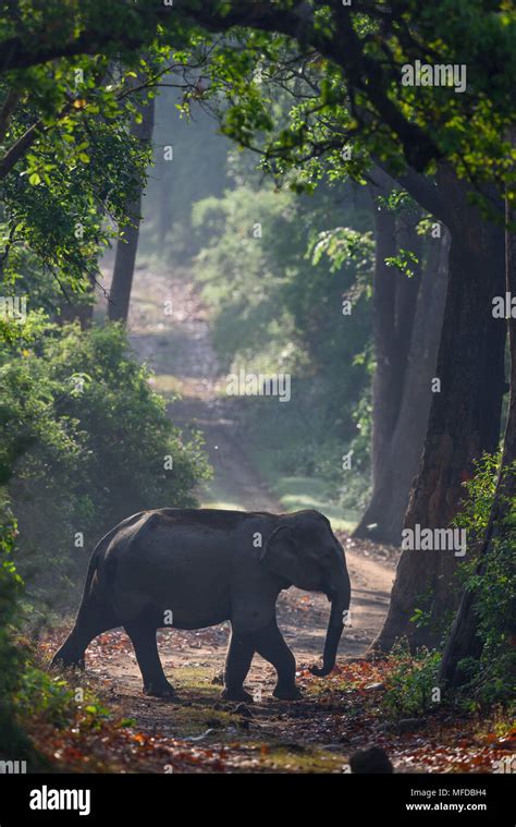 wild elephants- India Stock Photo - Alamy