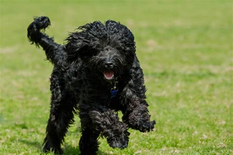 A Small Black Dog Running Across A Lush Green Field With Its Paws In