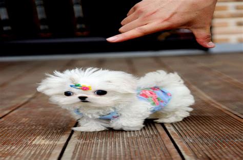 How big do maltese dogs get, over sized, undersized. The Origin of Teacup Maltese Dogs & How to Care Them