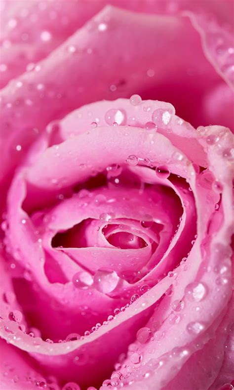 Free Pink Roses Live Wallpaper For Android Apk Download For Android
